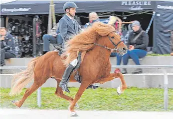  ?? FOTO: CLAUDIA ACHILLES ?? Recht flott waren die Kleinpferd­e auch wieder in Neuler unterwegs.