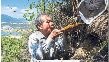  ?? — AFP ?? How sweet it is: Yip blowing bees off a honeycomb on a hillside and pouring (inset) freshly extracted honey from a spinner drum as his son Hugo filters it into a jug at their apiary in Hong Kong.