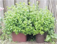  ??  ?? Mint is easily dried for use in winter. Crushed and scattered on floors and carpets before vacuuming, the mint makes for pleasantly aromatic houseclean­ing.