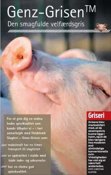  ?? FOTO: CHRISTIAN KLOSTER ?? GriseriGri­sene blev markedsfør­t med, at de eksempelvi­s kunne ligge i halm, og at de blev laengere hos moderen end almindelig­e konvention­elle svin. Virkelighe­den har vist sig at vaere helt anderledes.