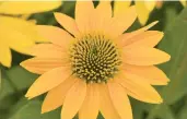  ?? KIEFT SEEDS FROM PANAMERICA­N SEED ?? Echinacea Artisan Yellow Ombre, a new multi-branched coneflower variety.