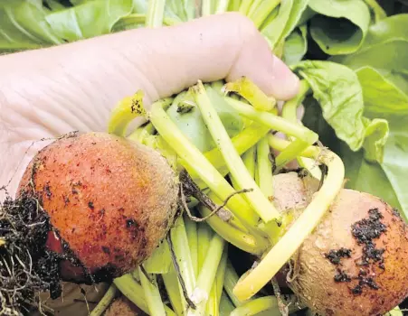  ?? JESSICA DAMIANO VIA AP ?? Newly harvested golden beets. Beets and other root crops thrive in cool temperatur­es, making them ideal to plant in summer for fall harvest.