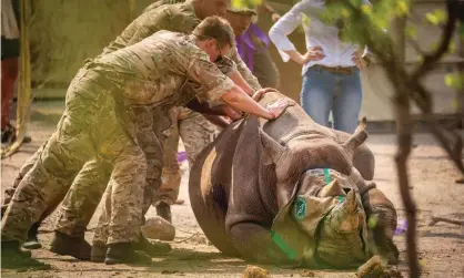  ??  ?? A black rhino is transporte­d to Malawi from South Africa by counter-poaching troops. Photograph: Kyle de Nobrega/African Parks/PA