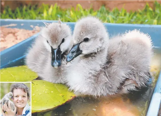  ?? Picture: MIKE BATTERHAM ?? The two cygnets which are being raised by wildlife carer Jenni Abbott (inset) at her Nerang home.