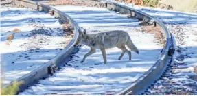  ??  ?? Last year, Wildlife Services reported intentiona­lly killing 12,119 coyotes with M-44 cyanide “bombs,” along with nearly 1,000 foxes.