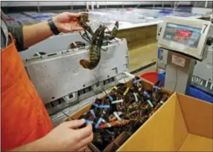  ?? ROBERT F. BUKATY — THE ASSOCIATED PRESS FILE ?? In this Thursday file photo, live lobsters are packed and weighed for overseas shipment at the Maine Lobster Outlet in York, Maine. The expanding market for lobsters in China is continuing to grow, with the country setting a new record for the value of...