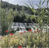  ?? ?? Poppies in bloom by the river Júcar