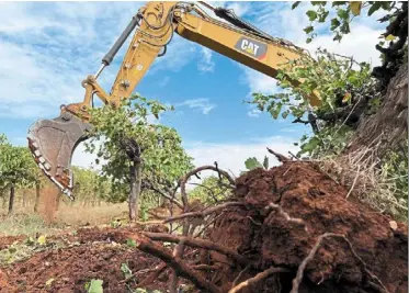  ?? — reuters ?? Changing tastes: an excavator digs up vines near the town of Griffith. other large producers around the world are also grappling with oversupply.