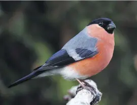  ?? ?? Bullfinch