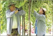  ??  ?? ABOVE: Terry and Tina Green from Boaz, Alabama, help harvest more than 3 tons of grapes at the Newby Farm and Vineyard.