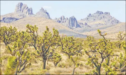  ?? Alan O’Neill ?? The Castle Mountains loom over Joshua trees at the proposed site of Avi Kwa Ame National Monument.