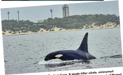  ?? Charters Picture: Lloyd Edwards/Raggy ?? whale, nicknamed
Cape. A single killer Mossel Bay in the Eastern shark off the coast of
An orca seen in Algoa a great white attacking and eating
Starboard, was seen Port. from his usual partner,
Bay, without any help