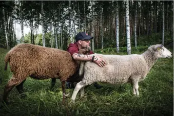  ??  ?? FÅRENS VÄN. – Ingen är min favorit, jag tycker om alla, säger Antti Kukkonen, postiljone­n som är fåraherde för en vecka.
