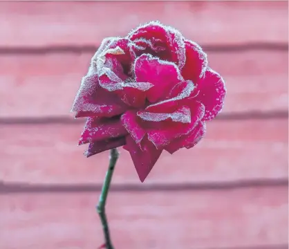  ??  ?? Frosen Hilda Johnstone from East Kilbride took this picture of a rose in her garden on a particular­ly frosty morning. Send your ‘Picture of the Week’ submission to news@eastkilbri­denews.co.uk for publicatio­n.