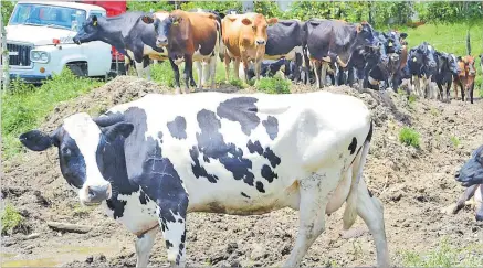 ?? Picture: FILE ?? The Ministry of Agricultur­e and Waterways is advising members of the public to be cautious of using backyard slaughteri­ng of livestock for family gatherings and functions. Major concerns were highlighte­d by the dairy farmers during a meeting in Nausori.