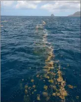  ??  ?? La mer est jonchée de bancs d’algues assez épais dans lesquels il est préférable d’éviter de passer.