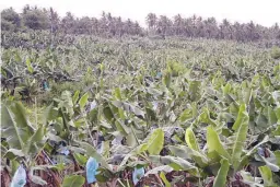  ??  ?? HOPE AGAINST PANAMA DISEASE – Banana plantation growers and the government expect to recover from fusarium wilt through programs and interventi­ons that will continue to be implemente­d this year in the area. (Alexander D. Lopez)