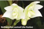  ??  ?? Bulbophyll­um santosii (Jim Cootes)