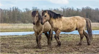 ??  ?? Konik horses are among the grazing species on the Oostvaarde­rsplassen in the Netherland­s