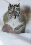  ?? JOHN LUCAS ?? A squirrel roots around in the snow in Edmonton.