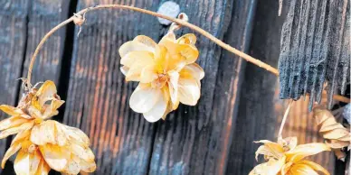  ?? ?? Displayed against a rustic background, these dried flowers have a cool, contempora­ry style.