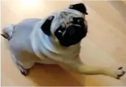  ??  ?? Sick: Buddha the pug raises his paw in the online video