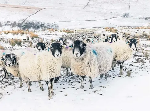  ??  ?? CHILLY ATMOSPHERE: The Scottish Government has been accused of short-changing the farming sector.