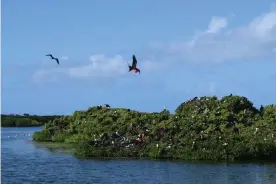  ??  ?? Critics say it will encroach on a national park, damaging one of the world’s largest nesting sites for the magnificen­t frigate bird. Photograph: Antigua and Barbuda Tourism Authority