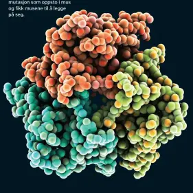  ??  ?? Leptin ( LEP)- genet ble først oppdaget ved en tilfeldig mutasjon som oppsto i mus og fikk musene til å legge på seg.