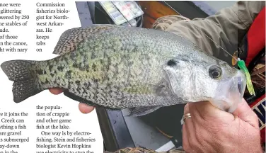  ?? NWA Democrat-Gazette/FLIP PUTTHOFF ?? Paddling a canoe around a single cove produced a nice catch of crappie, plus seven other species of fish. Jon Stein, fisheries biologist with the Arkansas Game and Fish Commission, shows a crappie he caught on the trip April 22, 2016 in the Pine Creek...