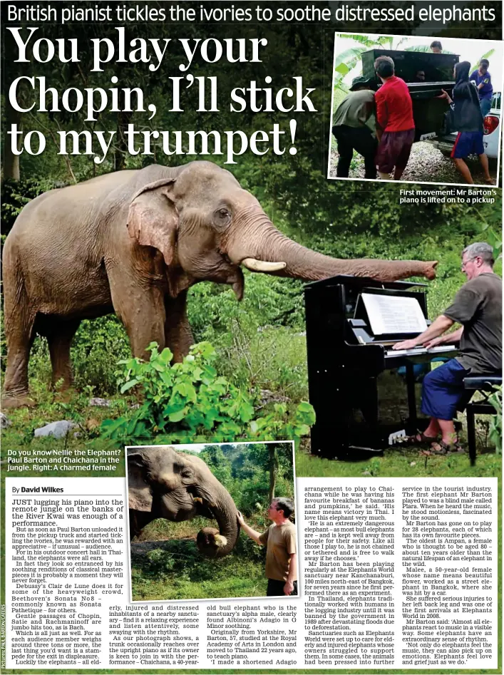  ??  ?? Do you know Nellie the Elephant? Paul Barton and Chaichana in the jungle. Right: A charmed female First movement: Mr Barton’s piano is lifted on to a pickup