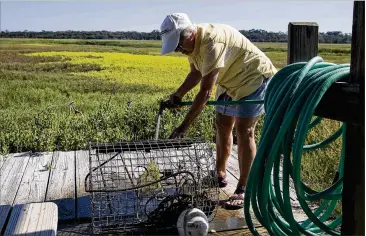  ??  ?? Paula Eubanks cleans her blue crab trap on a dock on Little Cumberland Island recently. If the FAA approves a site operator license for Camden County, rockets would be launched over portions of the island.