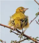  ?? ?? ALL AFLUTTER. A Speke’s weaver on a branch in Selenkay Conservanc­y.