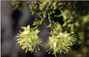  ?? PHOTOS COURTESY BILL BISHOFF ?? Narrow-leaved Phebalium (Phebalium stenophyll­um) is another member of the Citrus plant family (Rutaceae). A small shrub with scaly branchlets, narrow oblong to (more or less) cylindrica­l leaves, and yellow flowers in umbels of three to ten. (An umbel is a flower cluster in which stalks spring from a common center and form a flat or curved surface.) The generic name, Phebalium, comes from the Greek term for a fig.