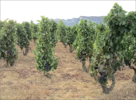  ??  ?? CLASSIC IBERIA: Tempranill­o vineyard in Rioja, Spain.
