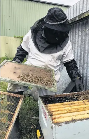  ?? PHOTOS: LAURA SMITH ?? Black and yellow . . . Southland beekeeper Geoff Scott removes bees from an urban Invercargi­ll yard.