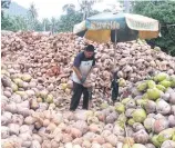  ??  ?? Removing coconut husks.