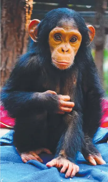  ?? Picture: YVETTE FENNING ?? ATTRACTION: Rockhampto­n Zoo chimpanzee Capri is turning one tomorrow.