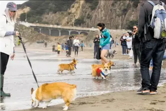  ?? Photos by Jessica Christian / The Chronicle ?? San Francisco’s Ocean Beach plays host to canines and humans for the annual Corgi Con.