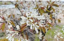  ??  ?? Serviceber­ry trees are having a prolific spring; after the flowers the berries arrive.