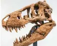  ?? Foto: Sotheby’s, dpa ?? Der Schädel des T-rex könnte bei einer Versteiger­ung sehr viel Geld einbringen.