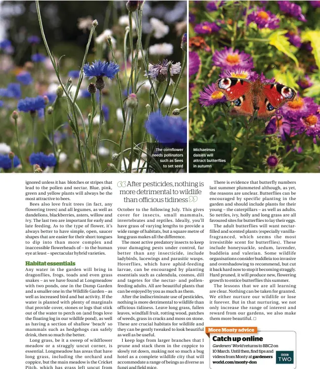  ??  ?? The cornflower needs pollinator­s such as bees to set seed Michaelmas daisies will attract butterflie­s in autumn