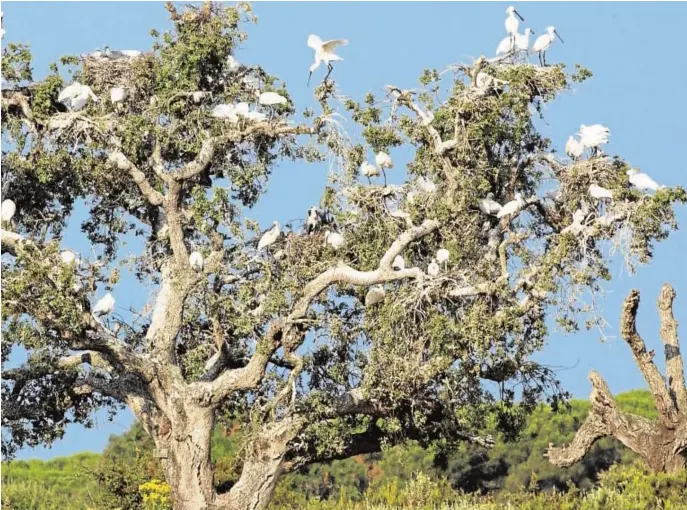  ?? FOTOS: SEO/BIRDLIFE ?? Doñana es un paraíso para las aves