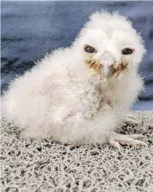  ??  ?? Spotted owl chick Chick J is photograph­ed here at 11 days old at the Northern Spotted Owl Breeding Program in Langley.