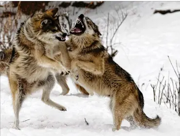  ?? ANTONIO PEREZ / CHICAGO TRIBUNE ?? Mexican wolves tussle in their habitat at the Brookfield Zoo in Brookfield on Feb. 7. Scientists at Brookfield are deploying new reproducti­ve tools and technologi­es to advance the recovery of the Mexican wolf. Artificial inseminati­on is among the latest.