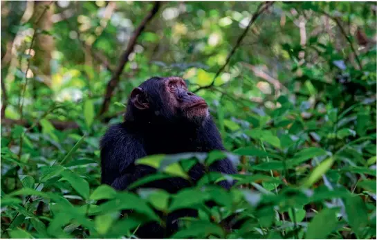  ??  ?? Looking up
The chimps at Kibale are visited by rangers every day for two years to habituate them before visitors are invited to see them