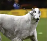  ??  ?? Lucy, the borzoi that won the Hound Group, is owned by Palm Beach County residents Michele Molnar, Jamie Danburg and Minoru Kato.