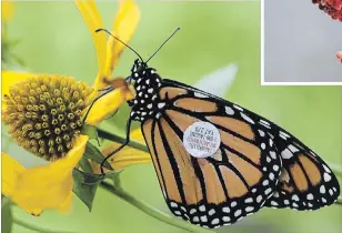  ?? STEVE RUSSELL/TORONTO STAR FILE PHOTO ?? The Monarch Watch Tagging Program is a large-scale citizen science project initiated in 1992.