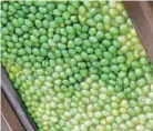  ??  ?? Soybeans for planting are seen in the window of a hopper on Jason Scott's family farm in Dorchester County.