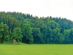  ?? Foto: Zita Schmid ?? Der Nutzungsre­chtwald bei Kettershau­sen ist einer der größten kommunalen Wälder im Unterallgä­u.